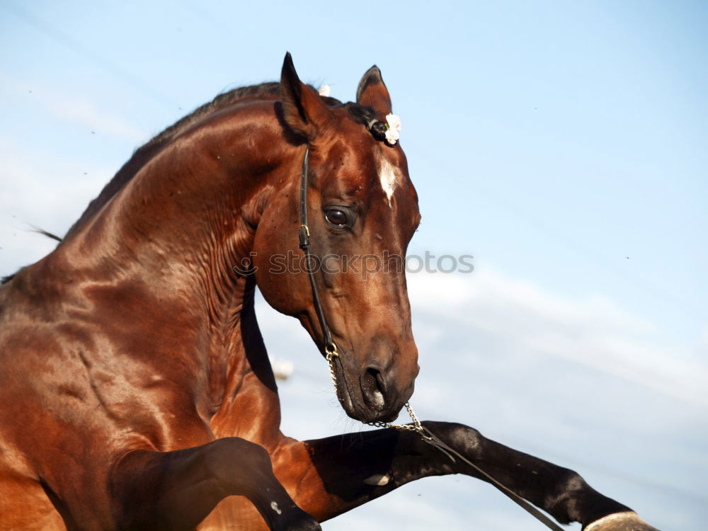 Similar – Image, Stock Photo Pony in the sky Horse