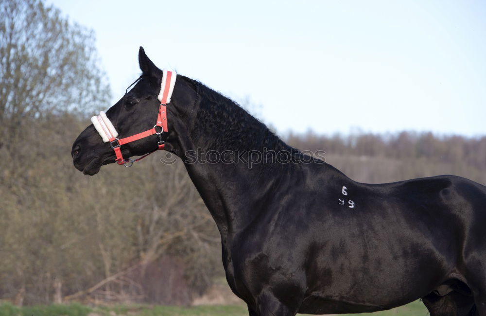 Similar – Foto Bild Schwarzes Pferd mit buntem Herbst Blätter Hintergrund