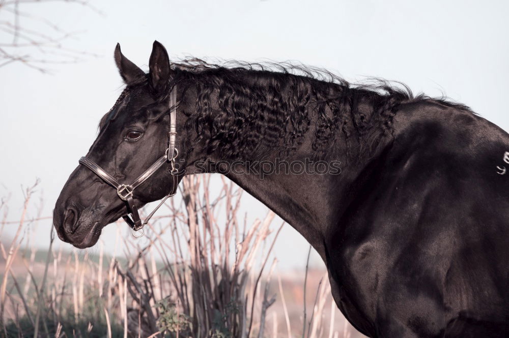 Similar – face of heinrich Horse