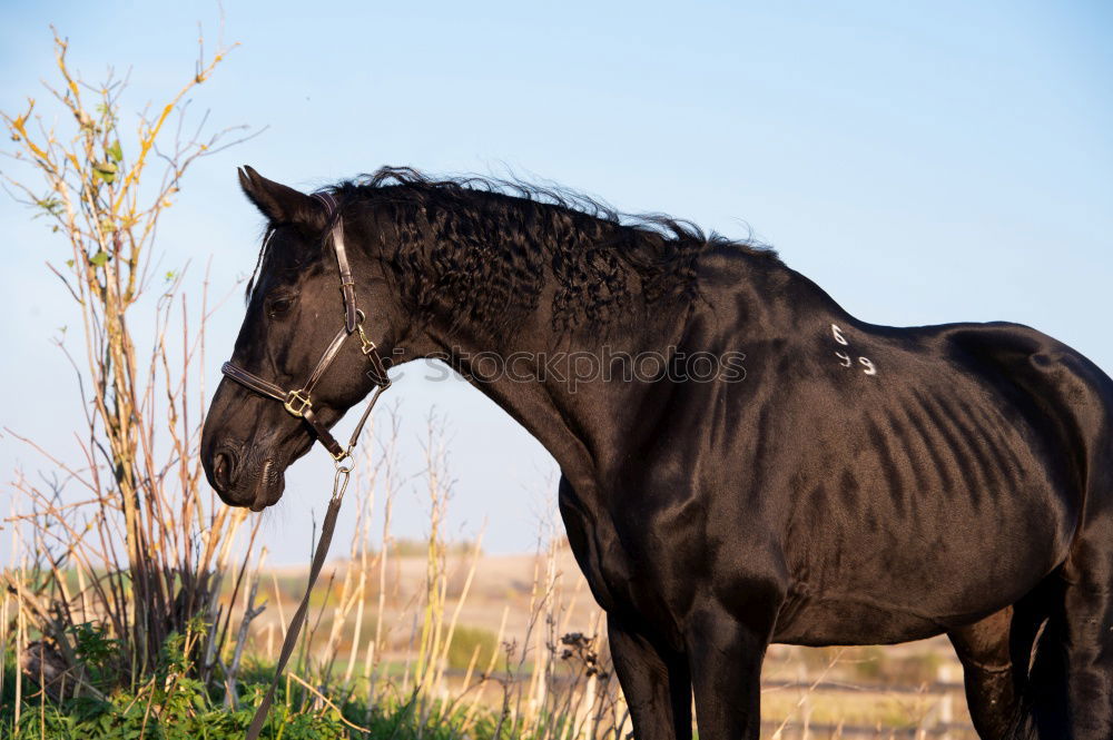 Similar – Horse in Karlshorst Erde