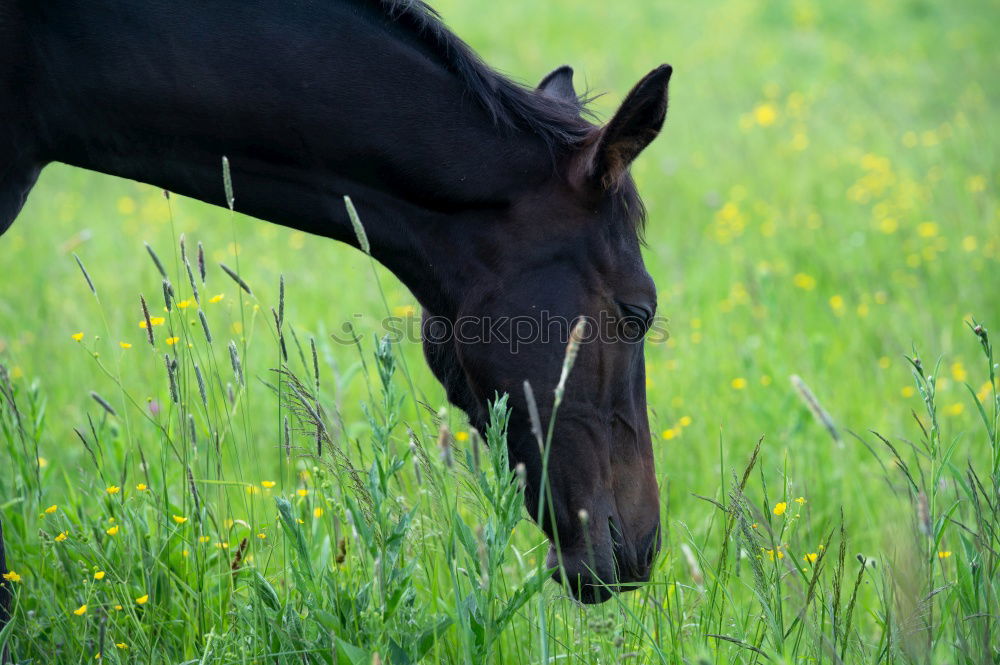 Similar – On a summer’s day. Horse