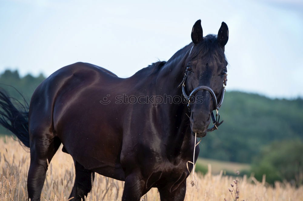 Similar – Image, Stock Photo Beautiful black stallion rises