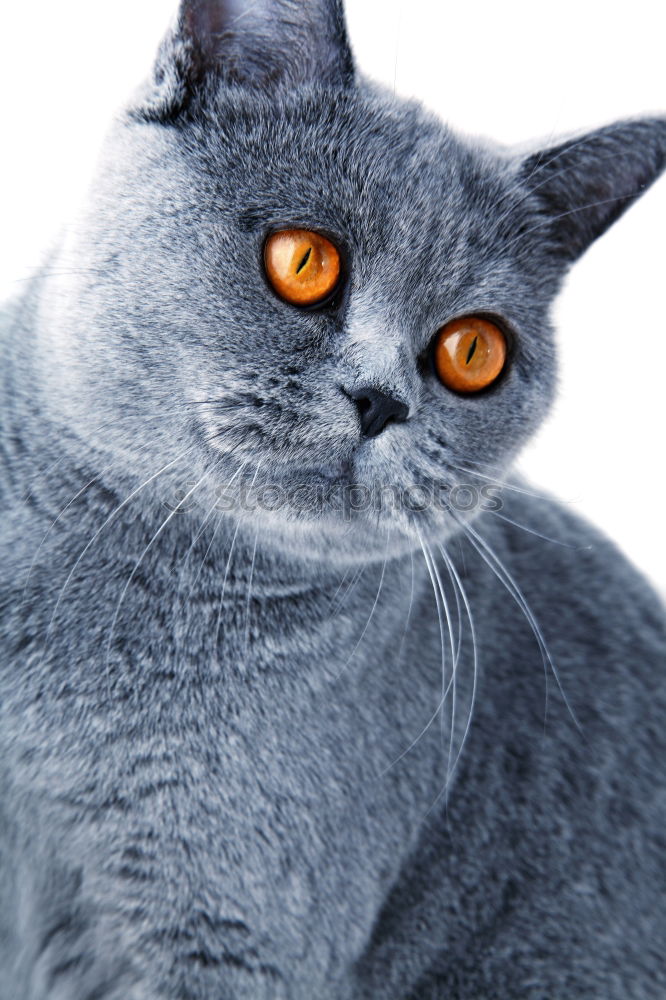 Similar – Image, Stock Photo Russian Blue Cat Elegant