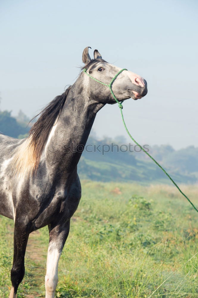 Similar – Image, Stock Photo Beautiful black stallion rises