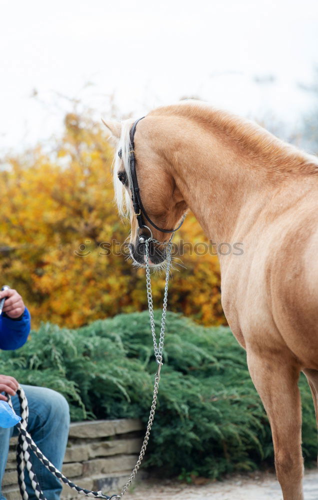 Similar – Image, Stock Photo a man in a check shirt is walking with his well-bred white horse on a meadow path with lots of flowering grass all around. In the background lush green trees