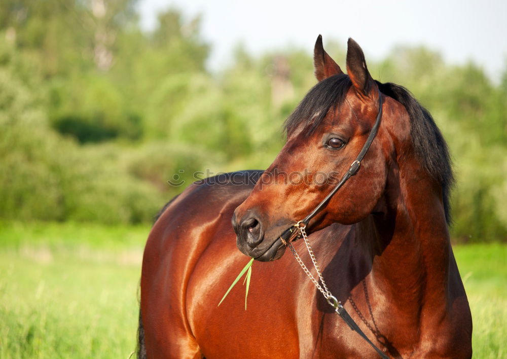 Similar – Foto Bild Schwarzes Pferd mit buntem Herbst Blätter Hintergrund