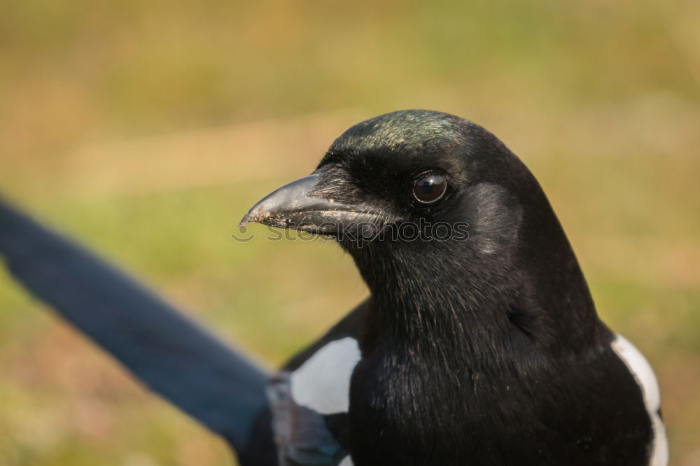 Similar – elster Elster Vogel