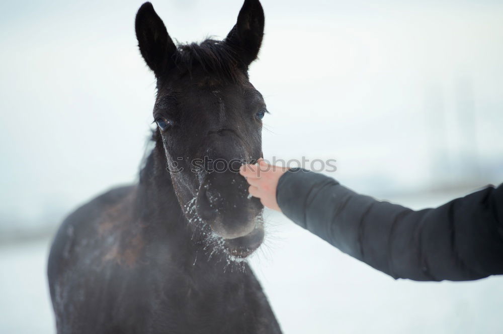 Similar – Image, Stock Photo A grin on the horse’s face