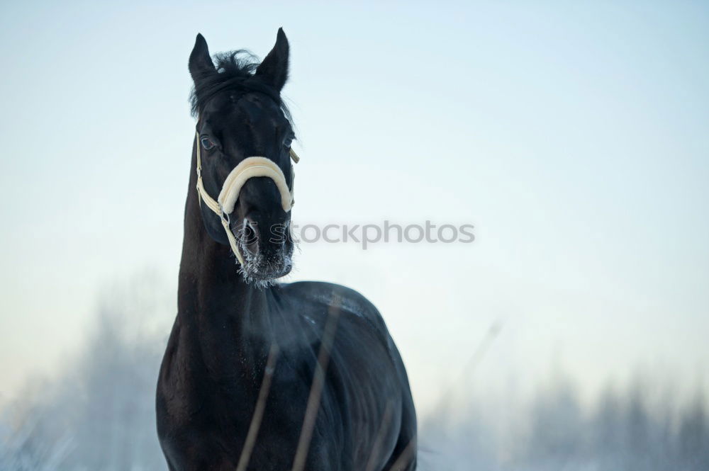 Similar – Horse in Karlshorst Erde