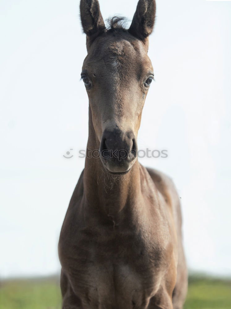 Similar – Celestine Horse Animal