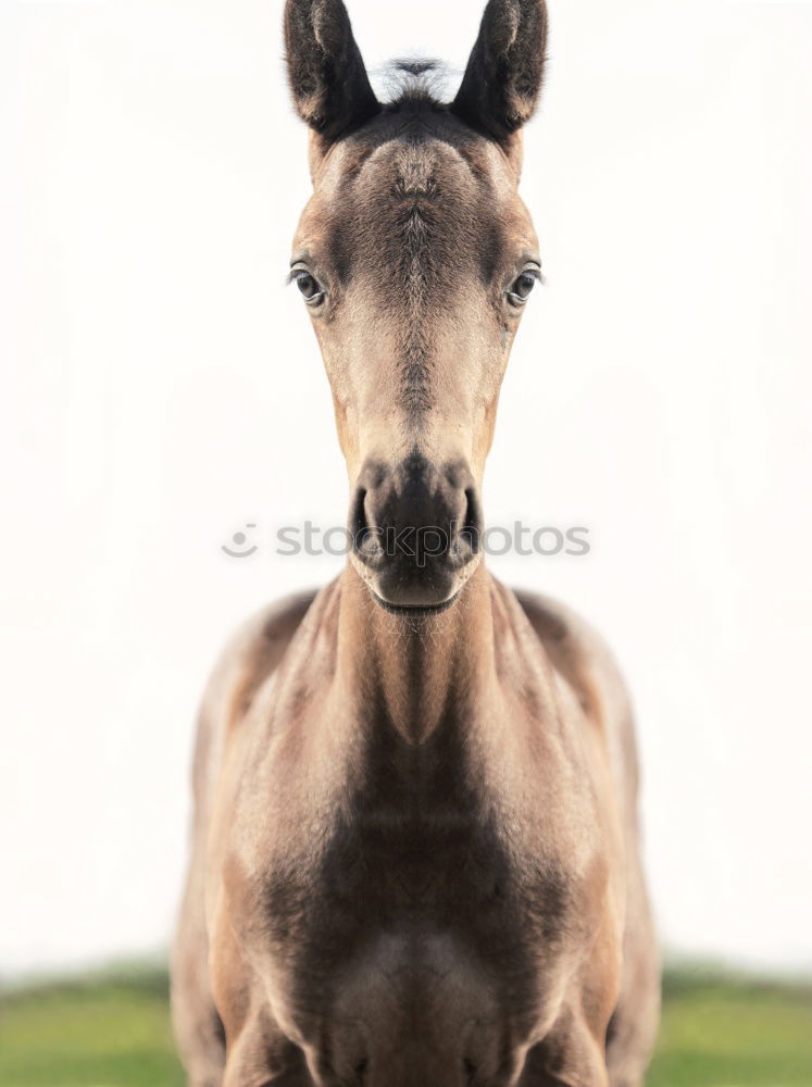 Similar – Image, Stock Photo Beautiful black stallion rises