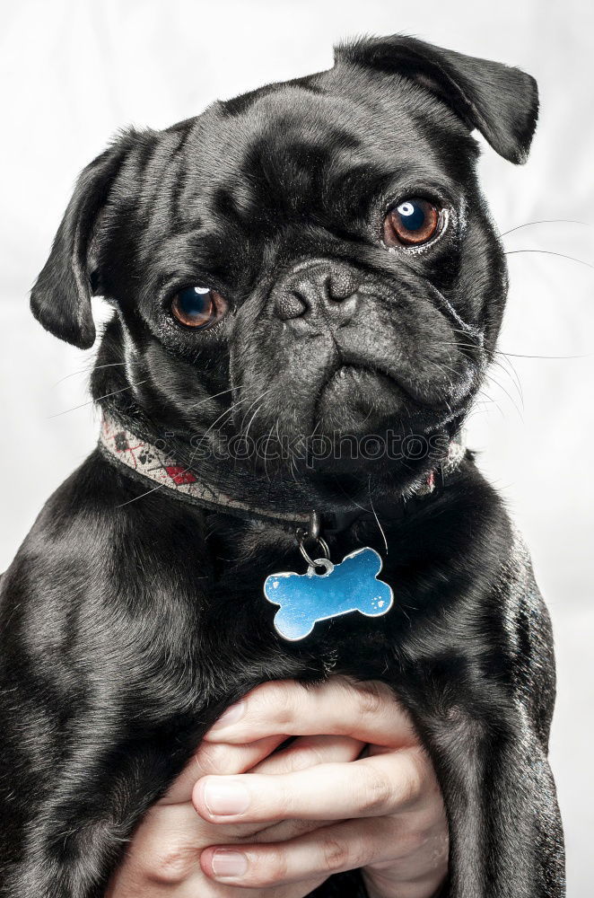 Similar – French Bulldog looking at camera against purple background