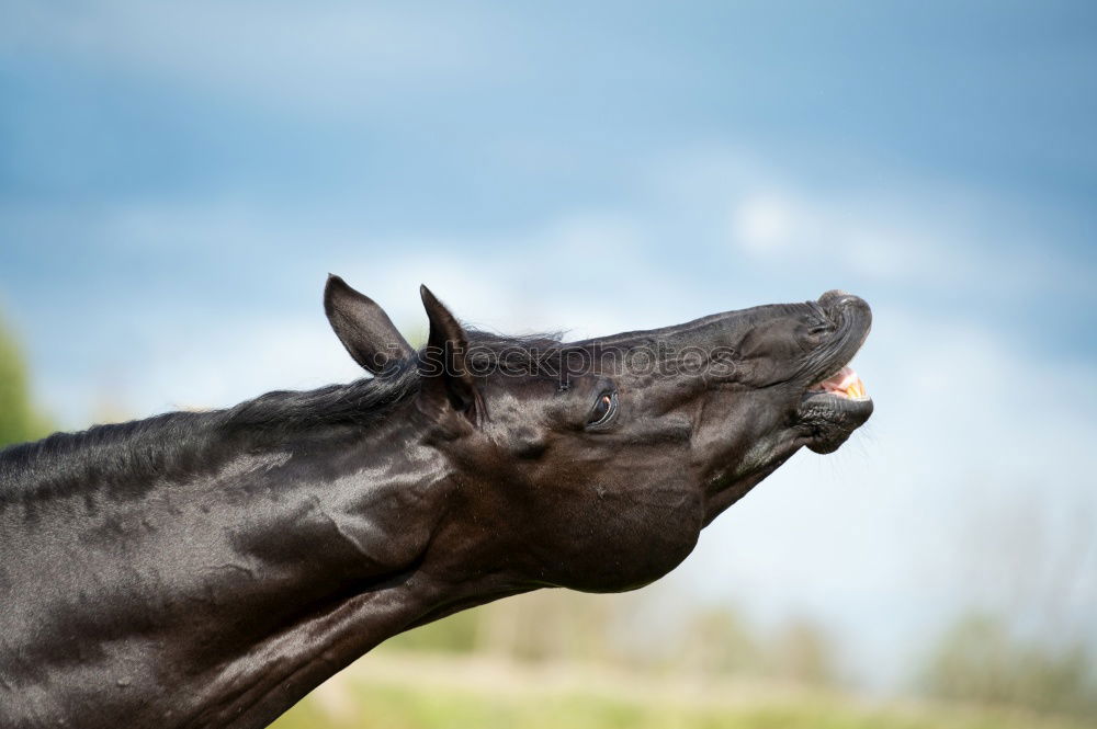 Similar – Image, Stock Photo delicious new camera Horse