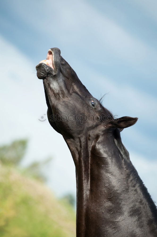 Brown horse in the sky background