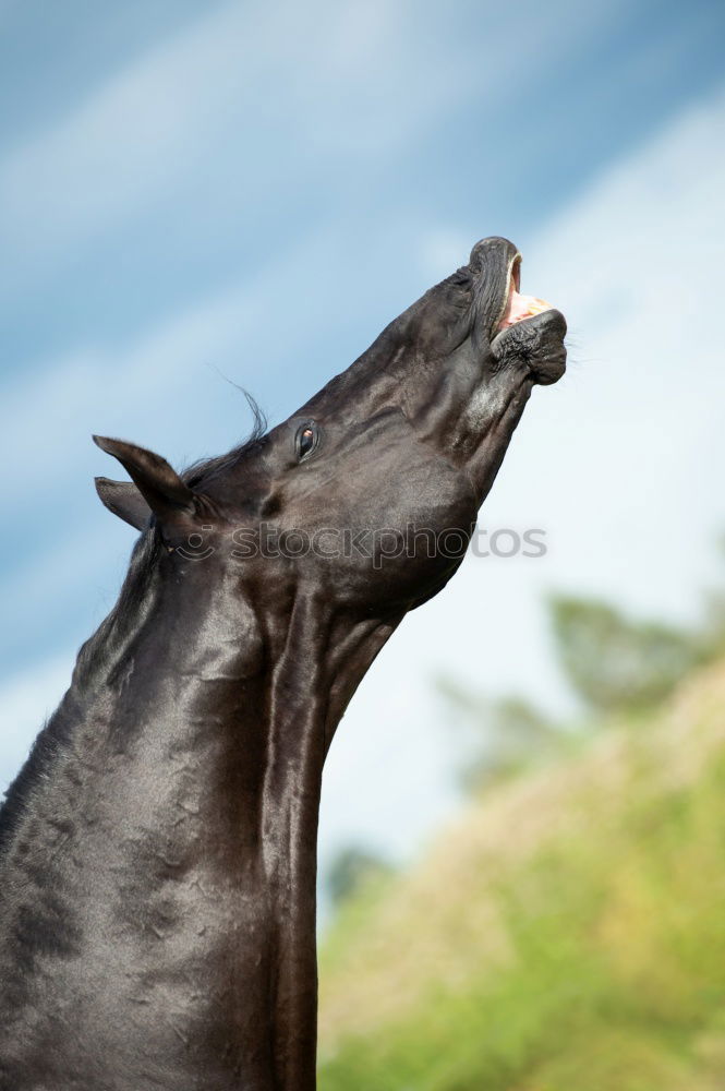 Similar – Brown horse in the sky background