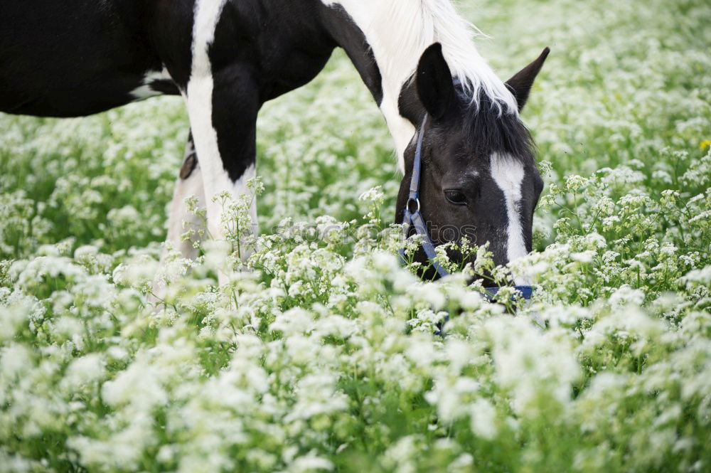 Similar – cow feet Meadow