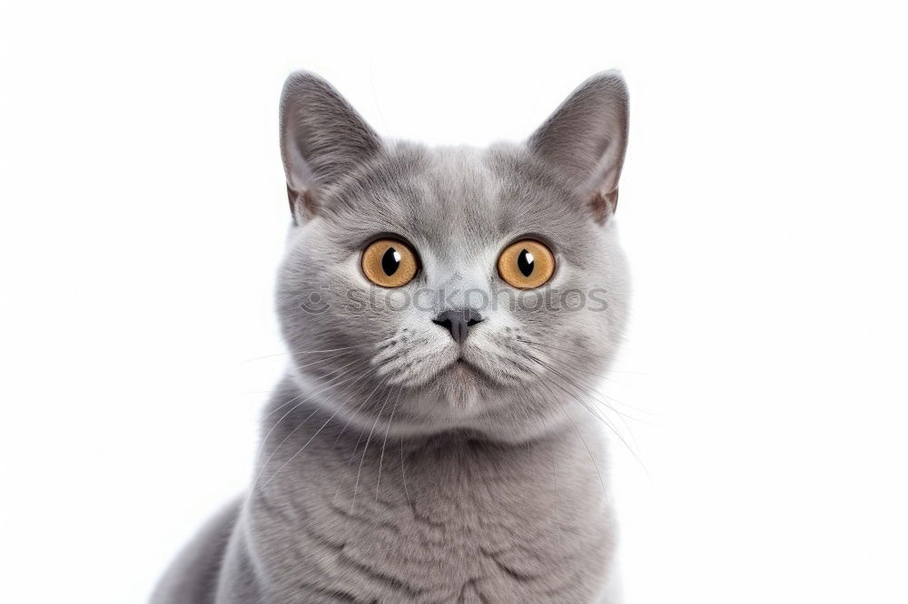 Similar – fluffy silver shaded british shorthair cat portrait on brown background