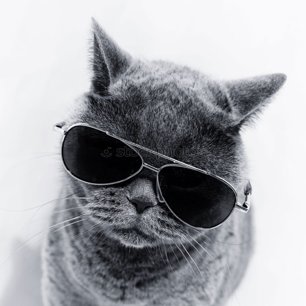 Similar – coole Katze mit Sonnenbrille