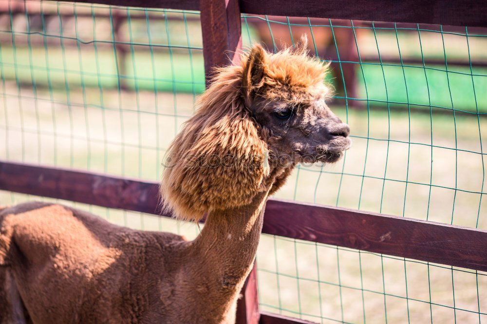 Similar – Image, Stock Photo aerie Animal 1 Herd