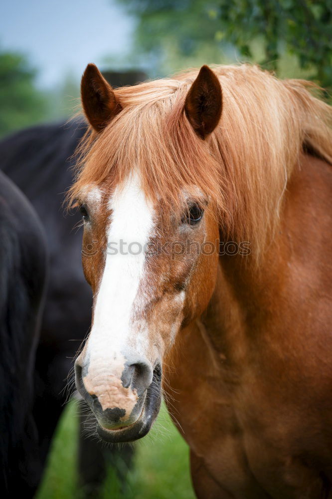 Similar – Image, Stock Photo Icelanders