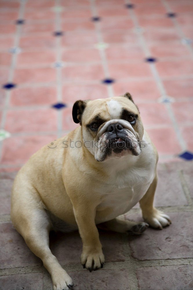 Similar – A brazen pug, mostly wants drops.