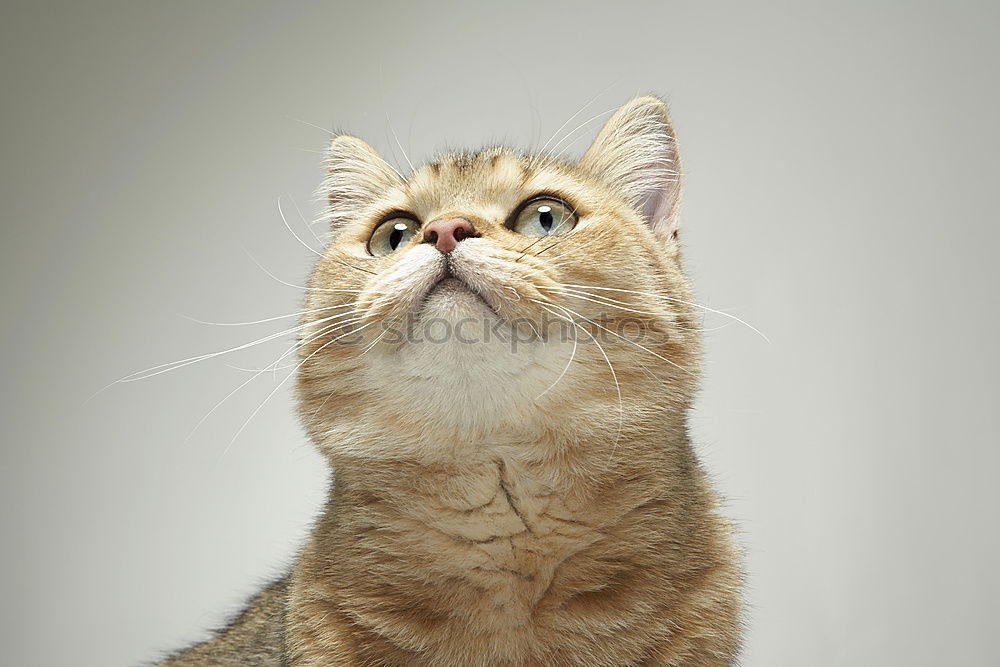 fluffy silver shaded british shorthair cat portrait on brown background