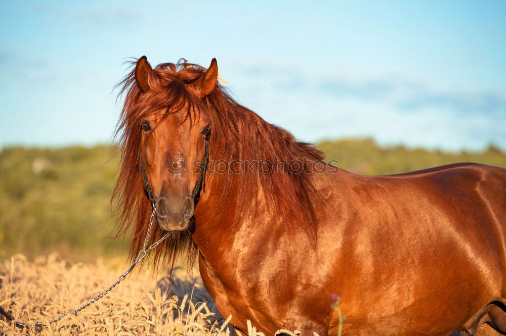 Similar – Wendy Beautiful Trip Horse