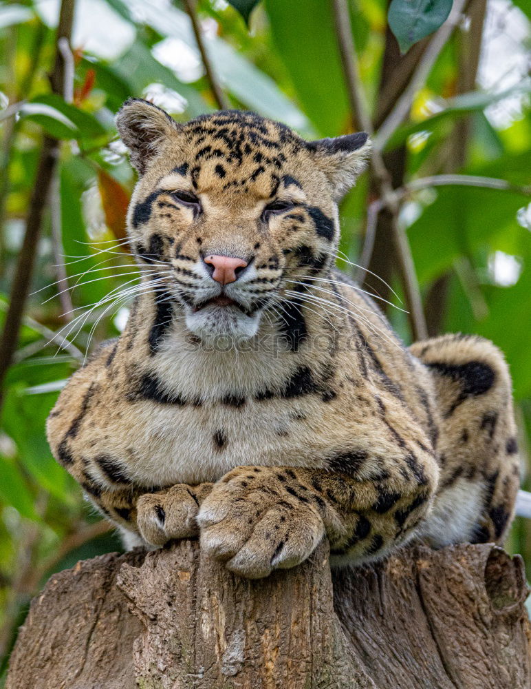 Similar – Close up portrait of male snow leopard