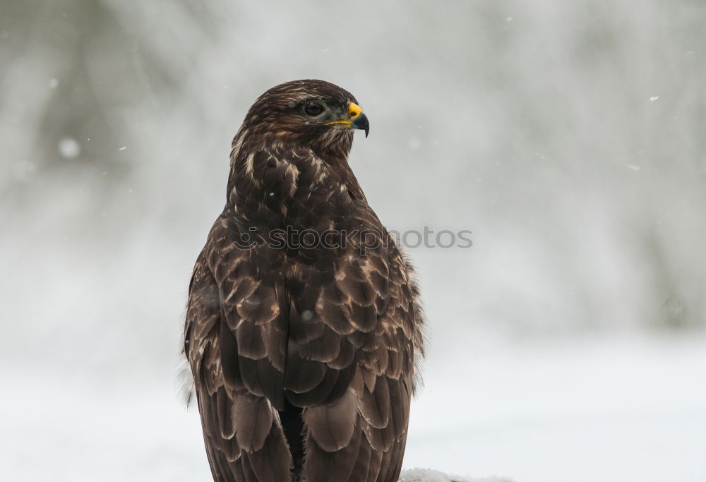 Similar – Amsel II. Environment