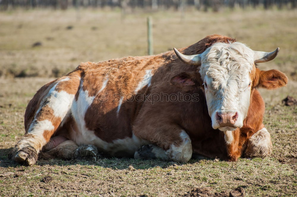 Similar – Image, Stock Photo Even if the cow’s tail wobbles,…