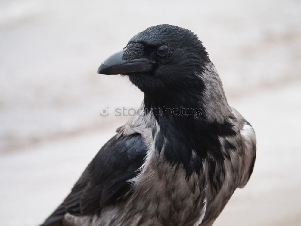 Similar – Image, Stock Photo opaque Raven birds Black