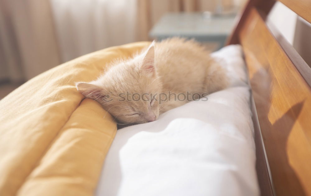 Similar – Image, Stock Photo little paw Body Bed Animal