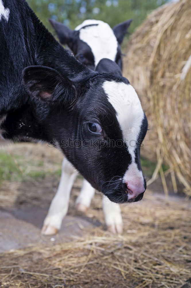 Similar – Image, Stock Photo When I’m cuddled …. Cow