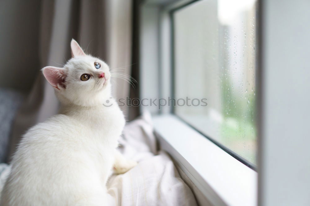 Similar – Image, Stock Photo Day Dream Cat Orange Green