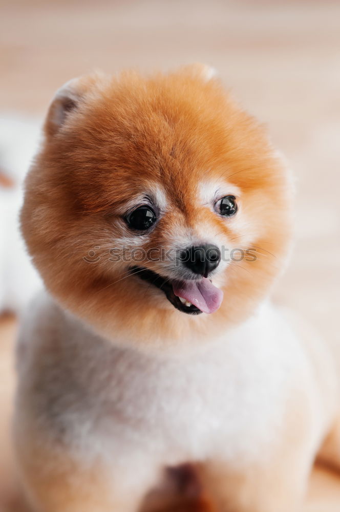 Adorable Malteser Hund in der Nähe von Ernte Friseur mit Schere im Salon