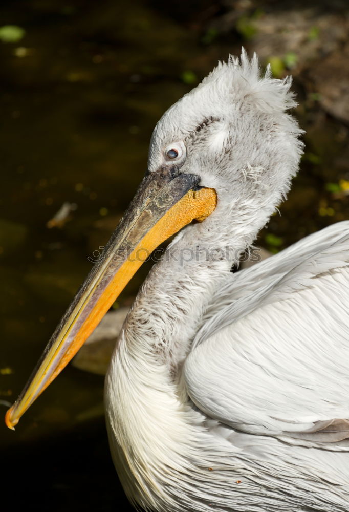 Similar – Image, Stock Photo Strange birds