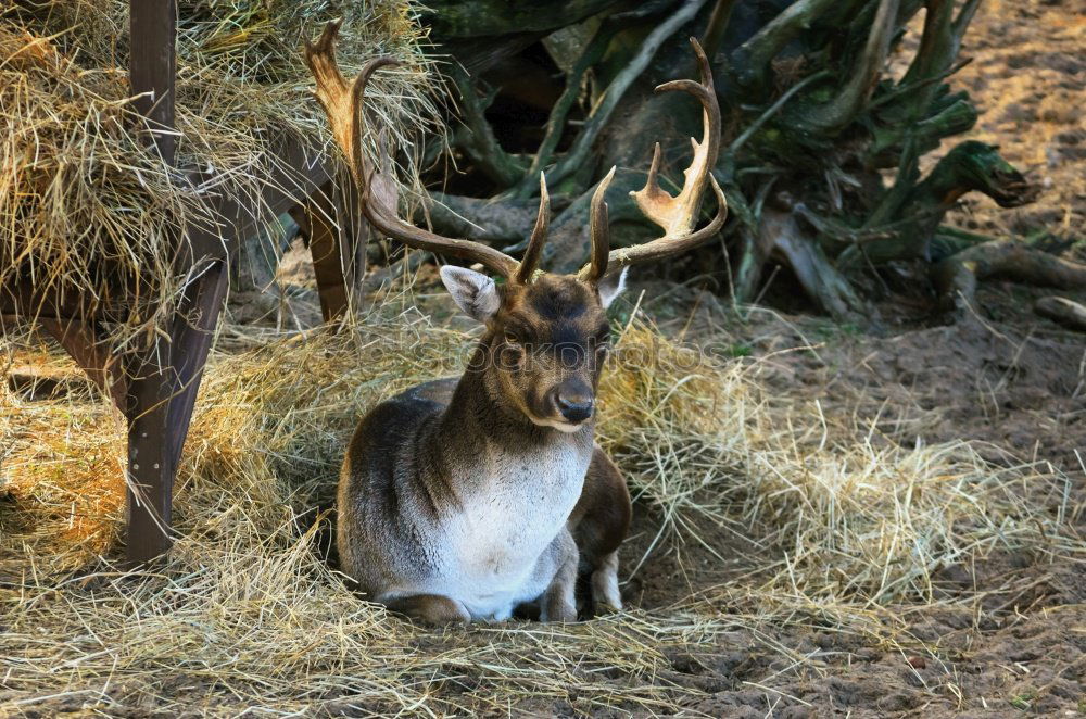 Similar – Bambi Roe deer Enclosure