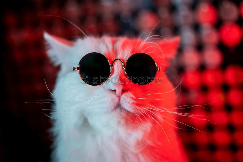 Similar – Image, Stock Photo Queen Mona Lifestyle