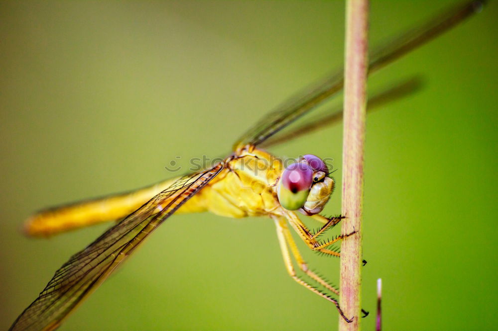 Similar – Dragonfly in the midday sun