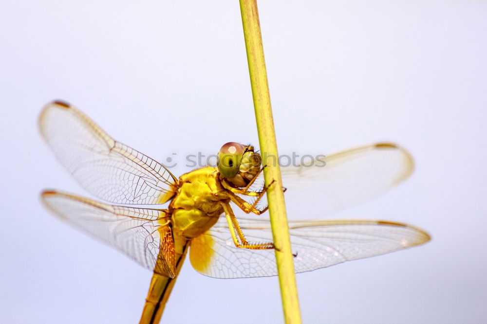 Similar – Image, Stock Photo Sympetrum meridionale (male) N°2