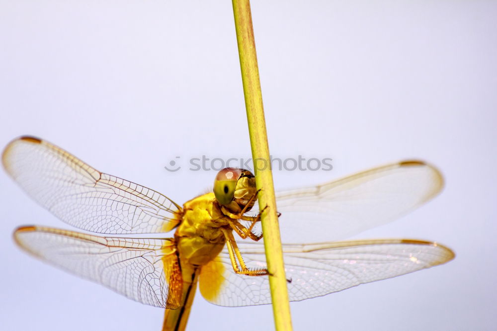 Similar – Image, Stock Photo Sympetrum meridionale (male) N°2