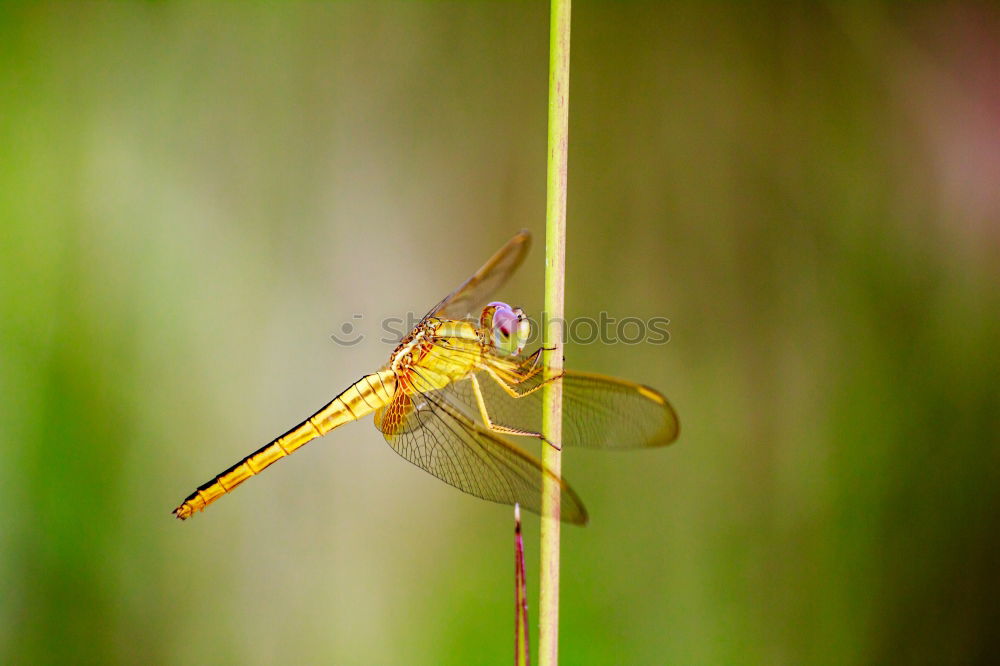 Similar – Sympetrum striolatum dragonfly