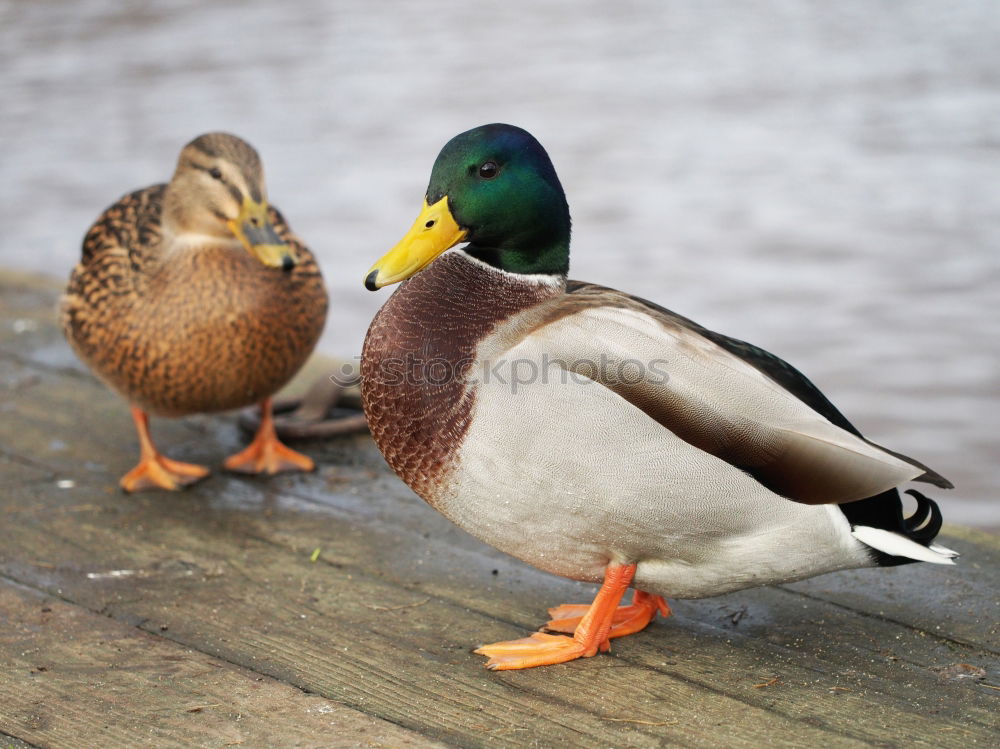 Similar – Image, Stock Photo twins Duck Mallard Meadow