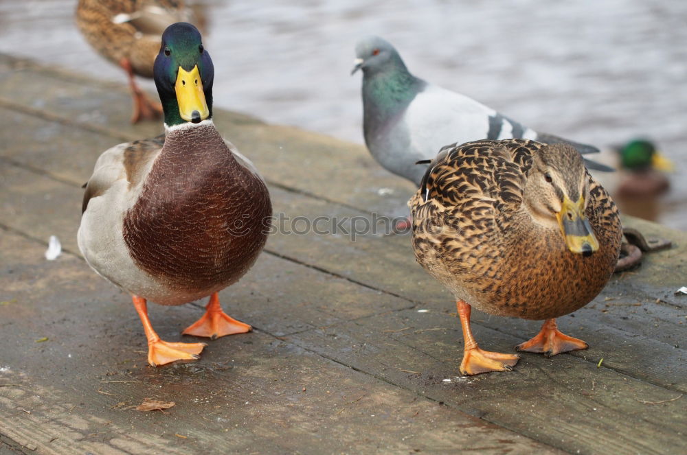 Similar – Image, Stock Photo twins Duck Mallard Meadow