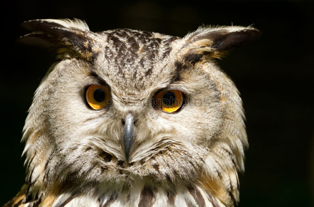 Similar – Foto Bild SUPER OWL Florida