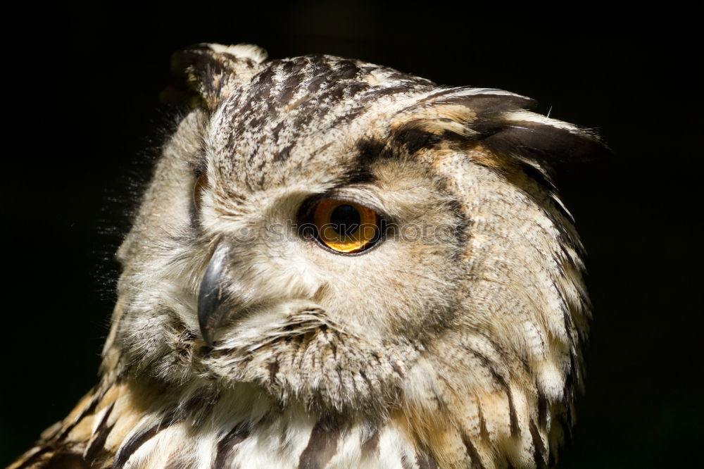 Image, Stock Photo Eagle owl approaching