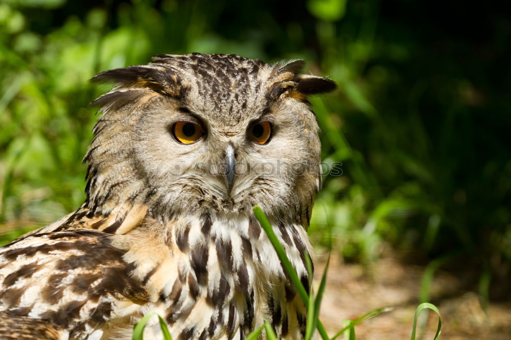 Image, Stock Photo Short-Eared Owl Nature