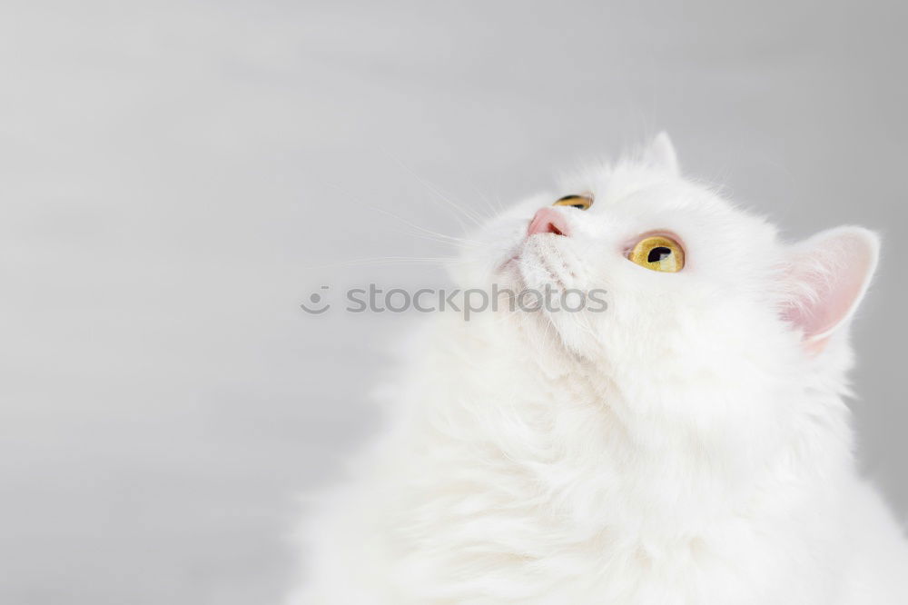 Similar – Image, Stock Photo couch cat II Animal Pet