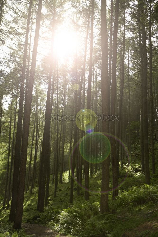 Similar – Image, Stock Photo The morning hour has… A beam of light shines on a small clearing. Between trees and in the background a hill with flowers and grass.