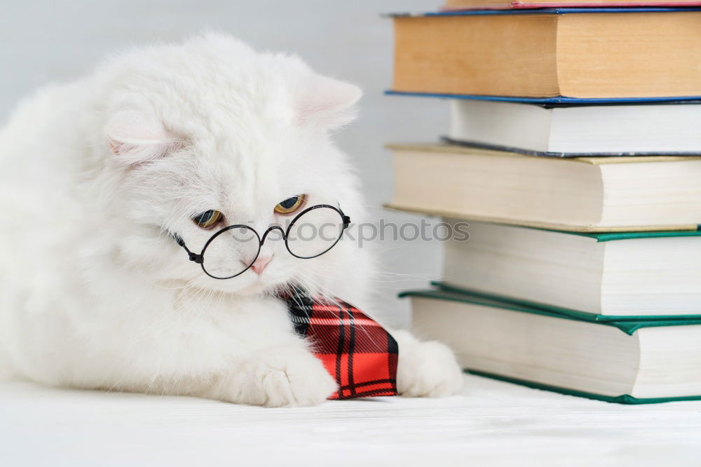 Similar – funny dog with glasses and a book on white background